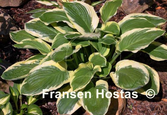 Hosta Royal Wedding